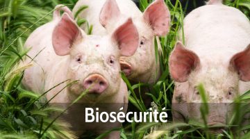 Biosécurité