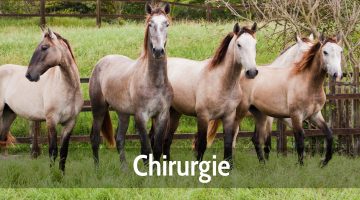 Chirurgie chevaux