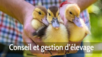 Conseil