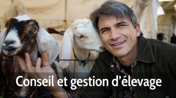Conseil