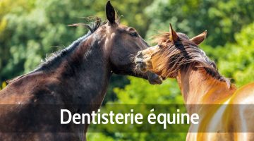 Dentisterie équine chevaux
