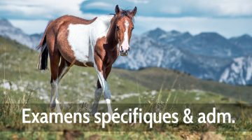 Examens spécifiques chevaux