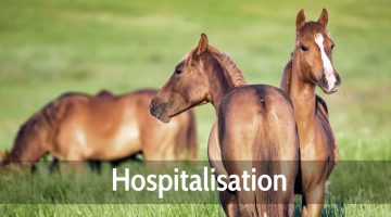 Hospitalisation chevaux