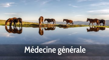 Médecine générale chevaux