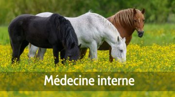 Médecine interne chevaux