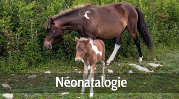 Néonatalogie chevaux