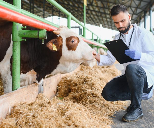 Veterinarian crouching and examining a cow in a modern farm, ensuring the health and well being of livestock
