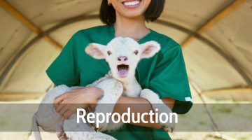 Reproduction