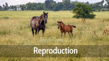 Reproduction chevaux