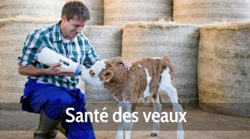Santé des veaux