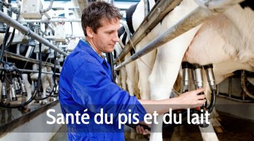 Santé du pis et du lait