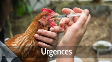 Urgences