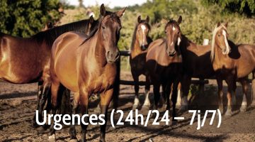 Urgences chevaux 2
