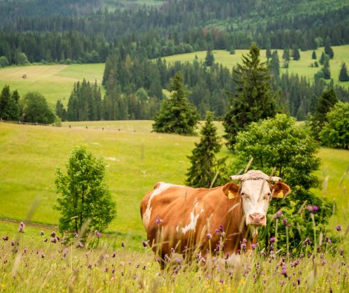 Brown cow in Tatra mountains in Poland