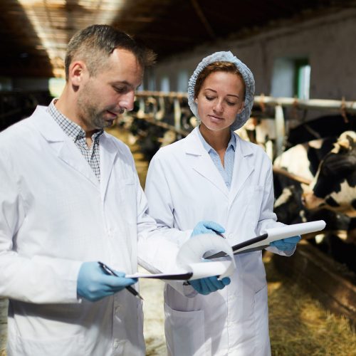Two young farmers in whitecoats discussing working documents while standing by cowshed