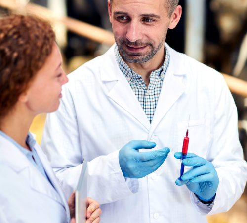 High angle portrait of two veterinarians wearing lab coats working at farm giving vaccine shots to cows