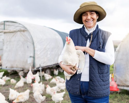 Happy chicken farmer, woman and portrait for agriculture in field, environment and countryside. Pou.