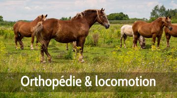 orthpédie & locomotion chevaux